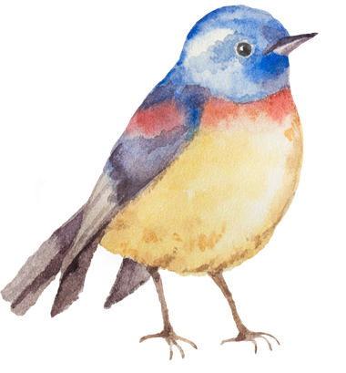 Watercolor illustration of a bird.