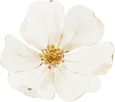 Watercolor white flower